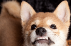 hund-knirscht-mit-zaehnen