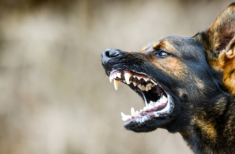 hund-schaum-vorm-mund