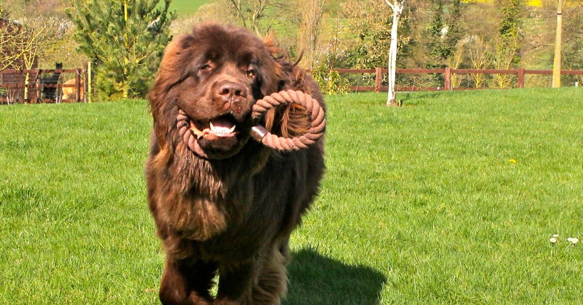 hunde-die-wie-kleine-loewen-aussehen