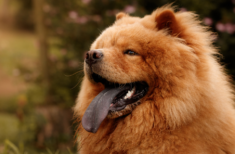 hunde-die-wie-loewen-aussehen