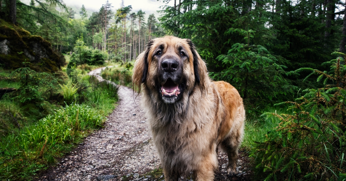 hunde-loewenoptik