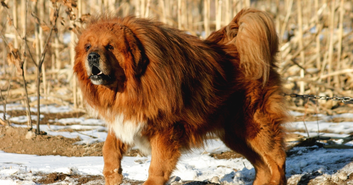 hunde-mit-loewen-erscheinung