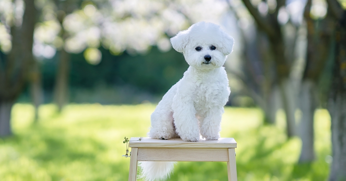 kleine-hundewelt
