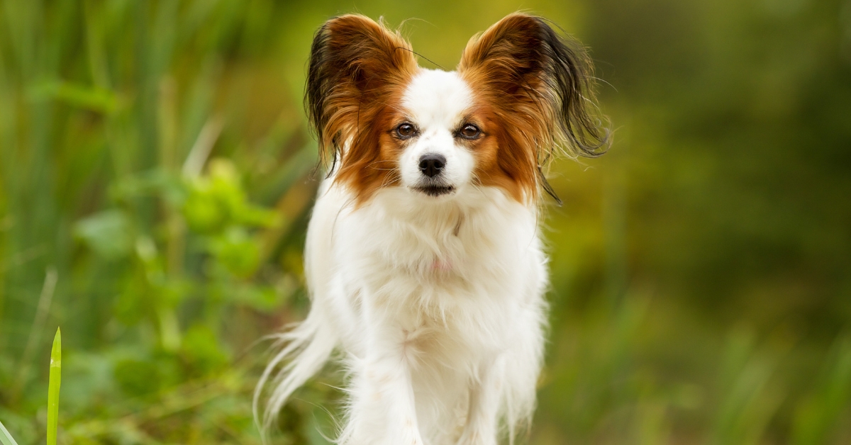 kleinste-hunde