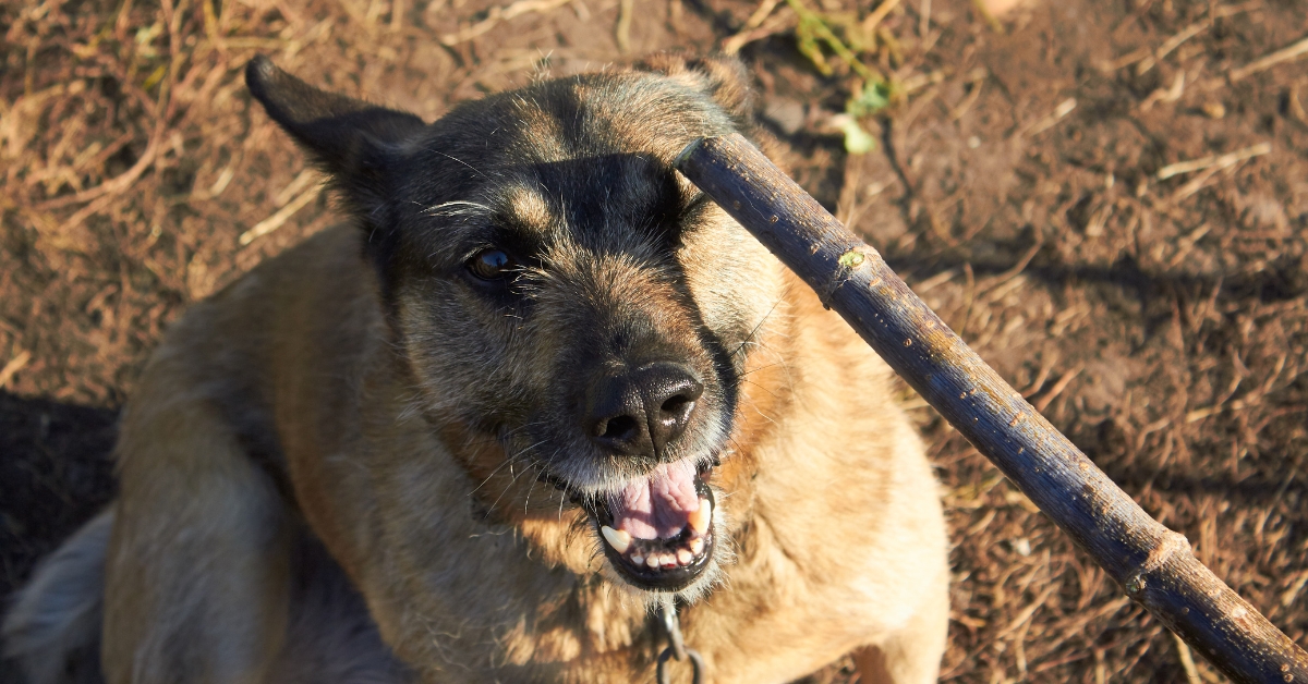 richtig-hund-bestrafen-methoden