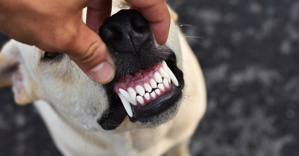 wann-ist-ein-hund-fertig-ausgewachsen