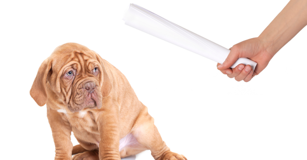 Strafe Hund Am Strand Ostsee Wie sollte man einen Hund bestrafen? Die besten Methoden + Tipps [2025]