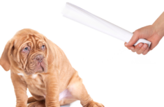 wie-hund-bestrafen