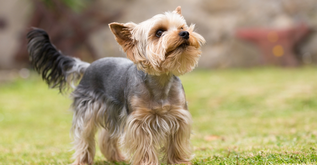 winzige-hundewelt
