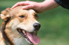 Wo sollte man einen Hund streicheln? Tipps und Techniken