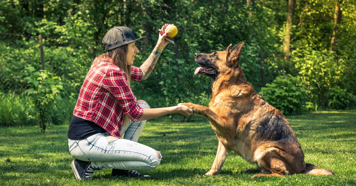 Die-cleversten-Hunde-der-Welt