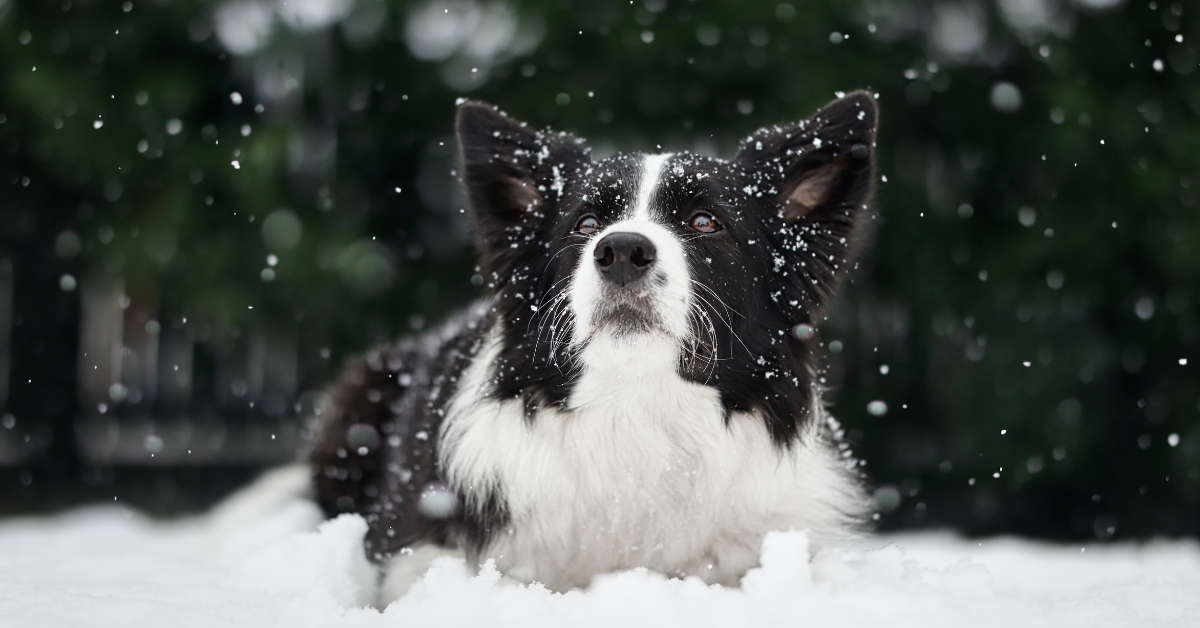 Die-klügsten-Hunde-weltweit