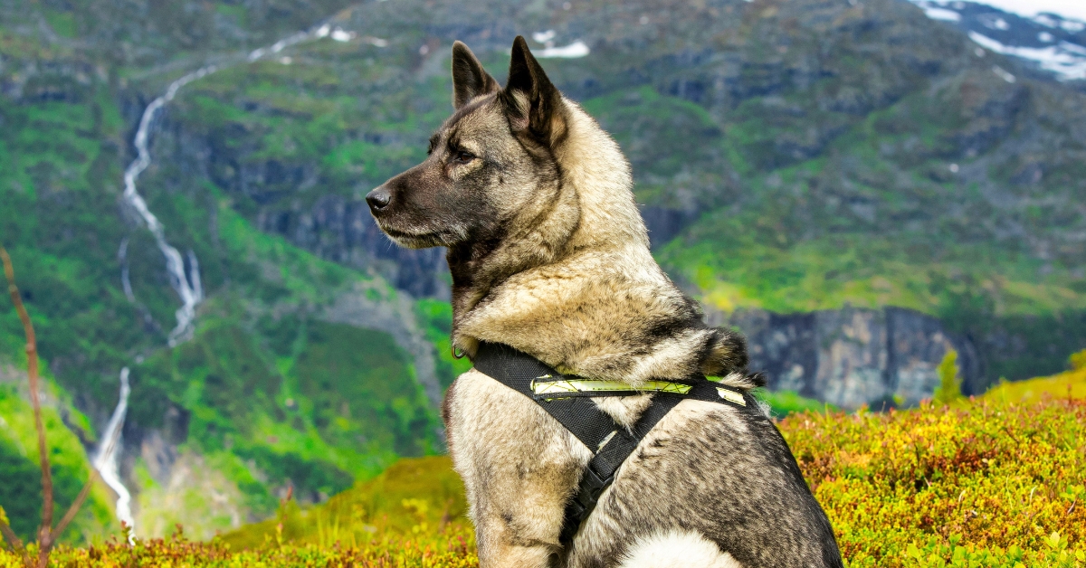 Hunde-aus-dem-Norden