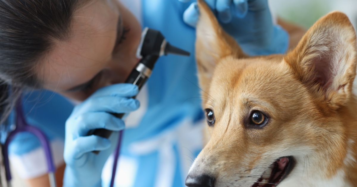 Hundeohrenpflege-Tipps