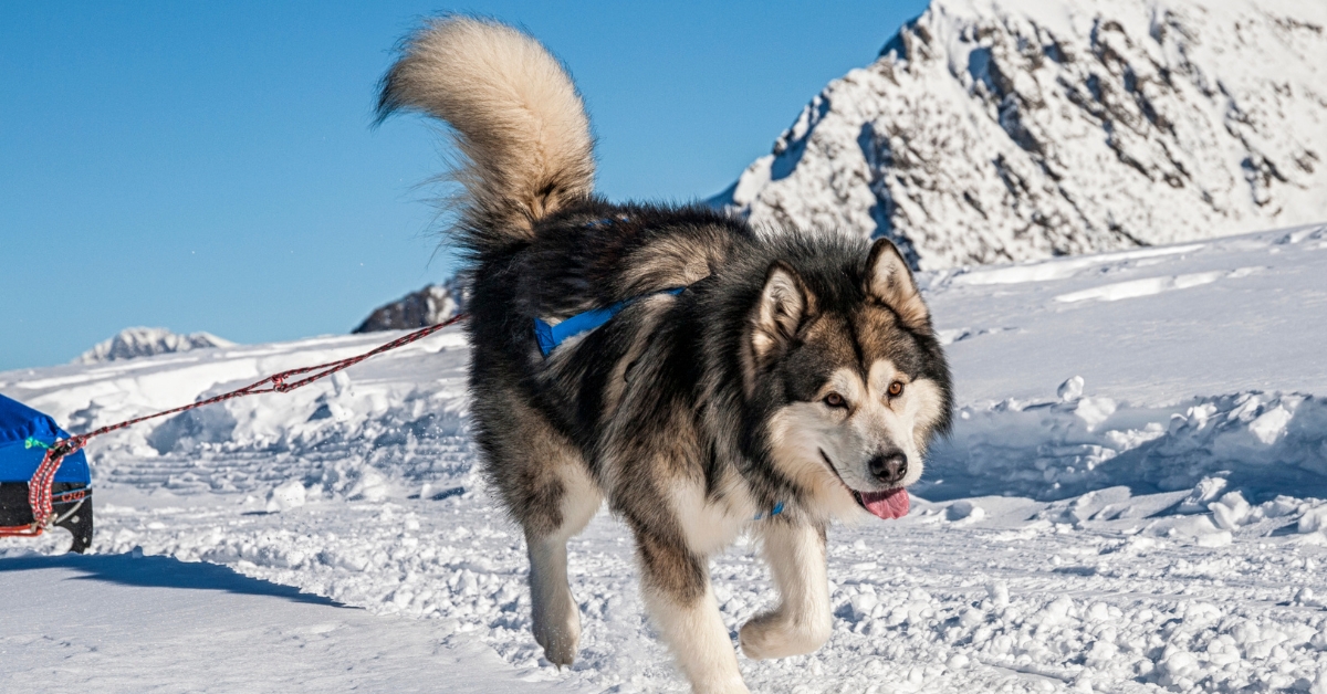 Nordische-Hunde-Rassen