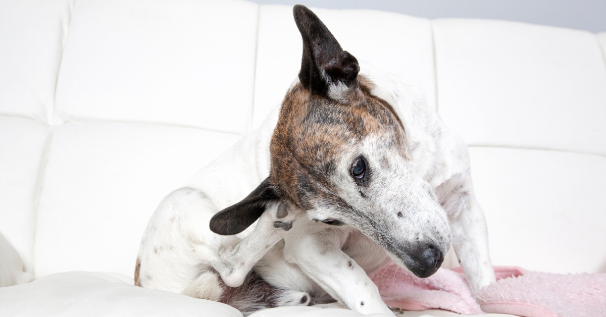 Pflege-der-Hundeöhrchen