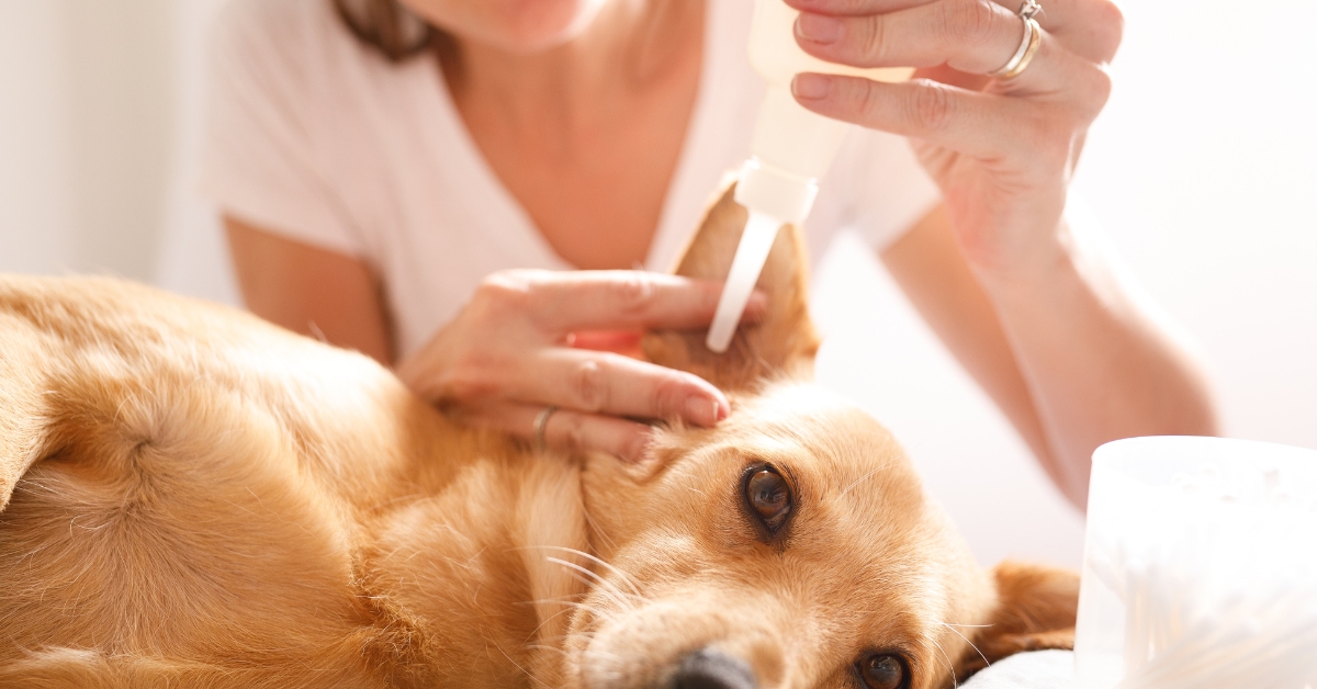 Reinigung-von-Hundeohren