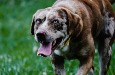 hund-demenz