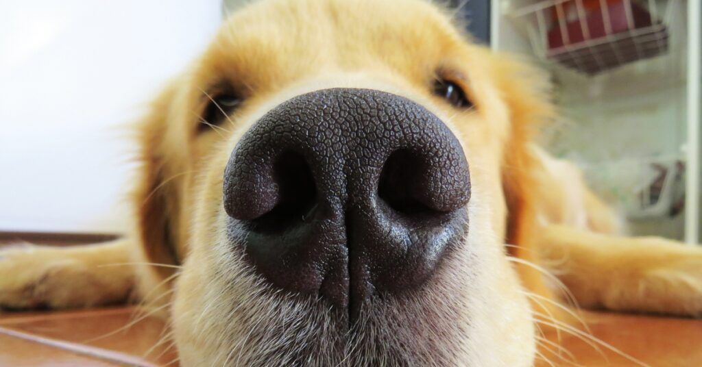 Trockene Rissige Nase Beim Hund Hausmittel Trockene Nase beim Hund: Ursachen, Behandlungen und Prävention [2025]