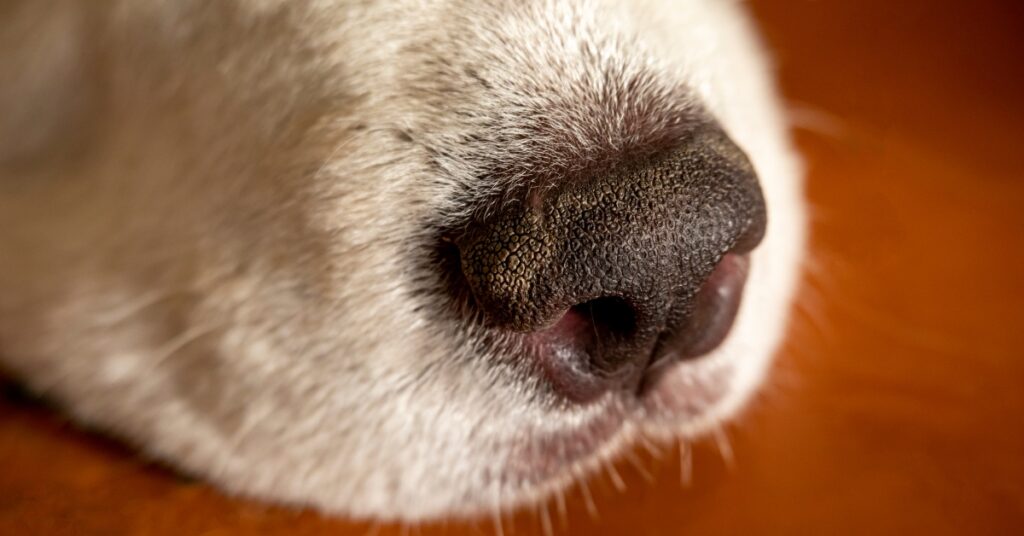 Trockene Rissige Nase Beim Hund Hausmittel Trockene Nase beim Hund: Ursachen, Behandlungen und Prävention [2025]