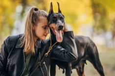 intelligenteste-Hunde-der-Welt