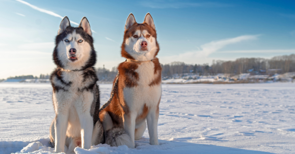 Nordische Hunderassen Ein umfassender Leitfaden + Bilder [2025]
