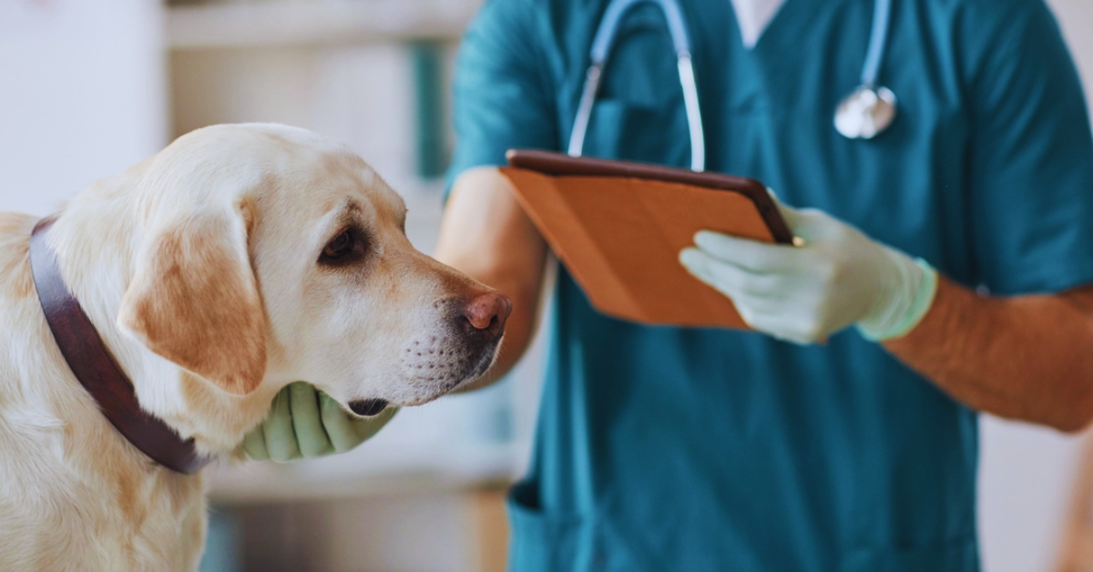 Hund Blut im Stuhl: Ursachen, Erkennungszeichen und schnelle Hilfe [2025]