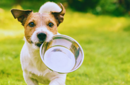 Hausmittel, wenn Hund zu dünn ist Ernährungstipps für gesunde Gewichtszunahme