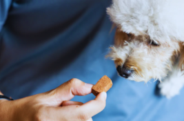 Hund entwurmen Präventive Maßnahmen für die Gesundheit Ihres Tieres