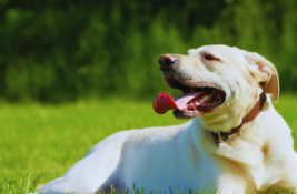 Hund läufig