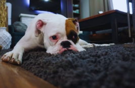 Hund mit Down Syndrom Eine Reise durch Fürsorge und Bindung