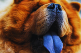 Hund mit blauer Zunge