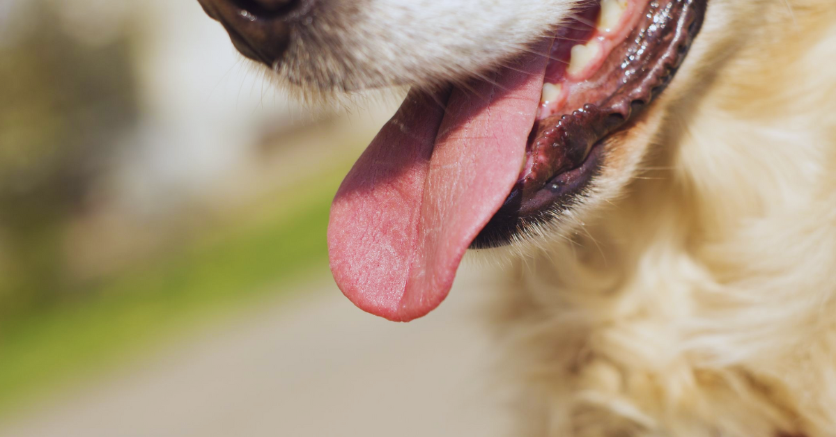Hund bekommt schlecht Luft: Erste-Hilfe-Tipps und Vorbeugung