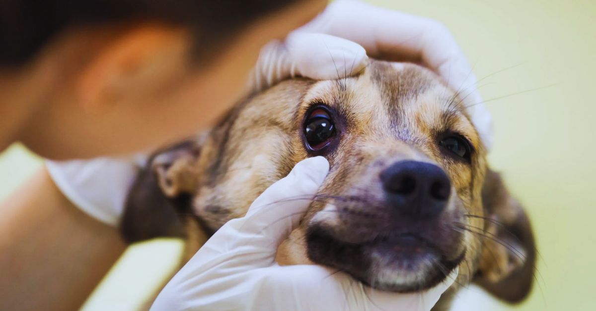 Hund würgt weißen Schleim Ursachen und Maßnahmen erklärt + Tipps [2025]