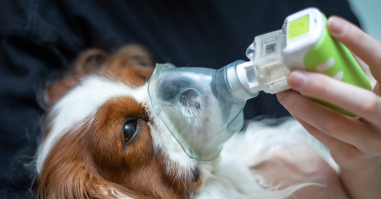 Hund Wasser In Der Lunge Geräusche