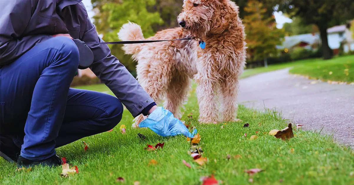 Hund Blut im Stuhl Ursachen, Erkennungszeichen und schnelle Hilfe [2025]