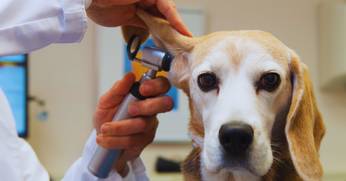Hund würgt weißen Schleim Ursachen und Maßnahmen erklärt + Tipps [2025]