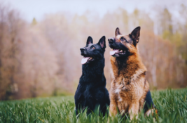 beste-wachhunde