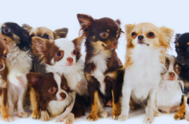 chihuahua-arten