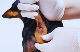 hund-analdruesenprobleme