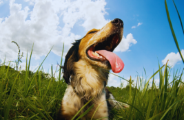 hund-atmet-schnell