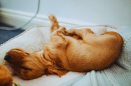 hund-atmet-schnell-im-schlaf
