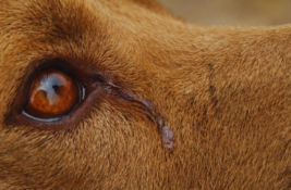 hund-auge-schleim