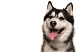 hund-bekommt-schlecht-luft