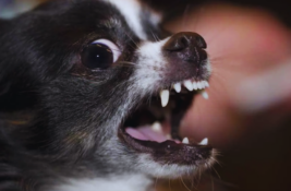 hund-bellt-mich-an