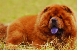 hund-blaue-zunge
