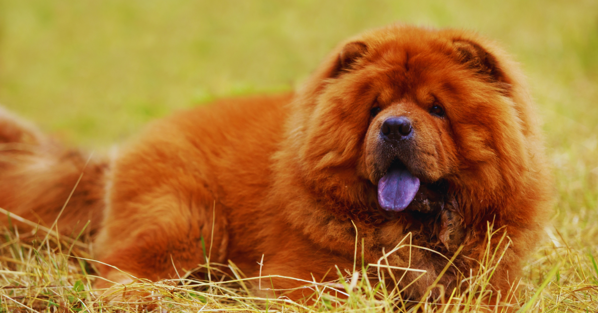 hund-blaue-zunge