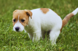 hund-blut-im-stuhl