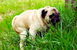 hund-durchfall