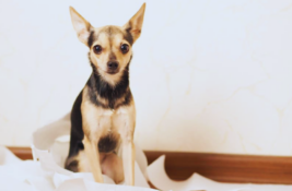 hund-durchfall-was-hilft